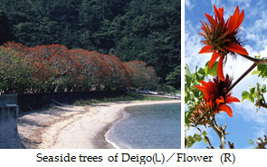 Seaside trees of Deigo(Ｌ)／Flower (R)