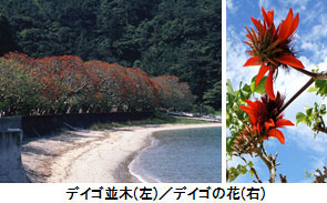 デイゴ並木（左）/デイゴの花（右）